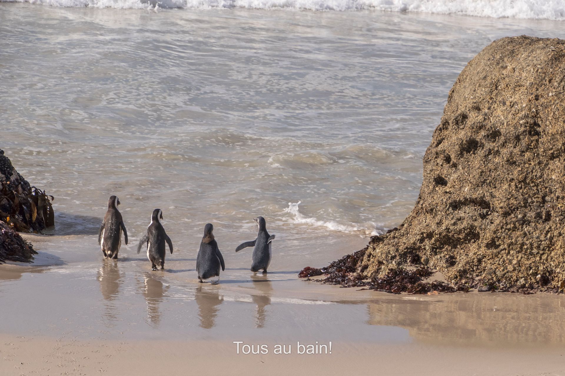 Tous au bain!